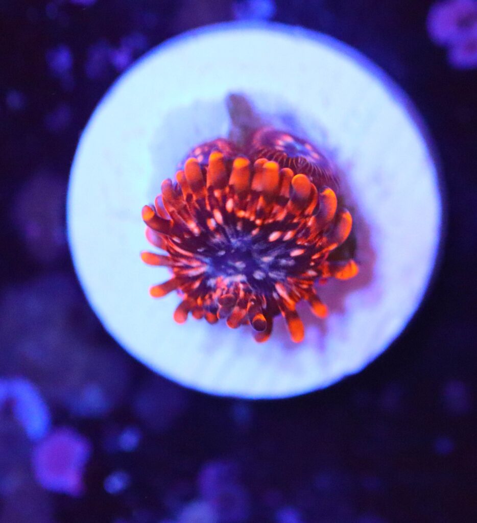 Frag Box Corals