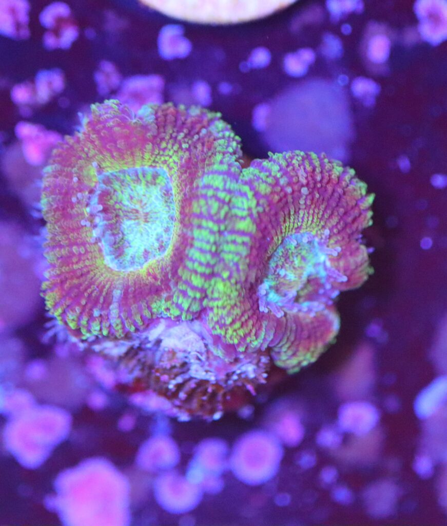Frag Box Corals