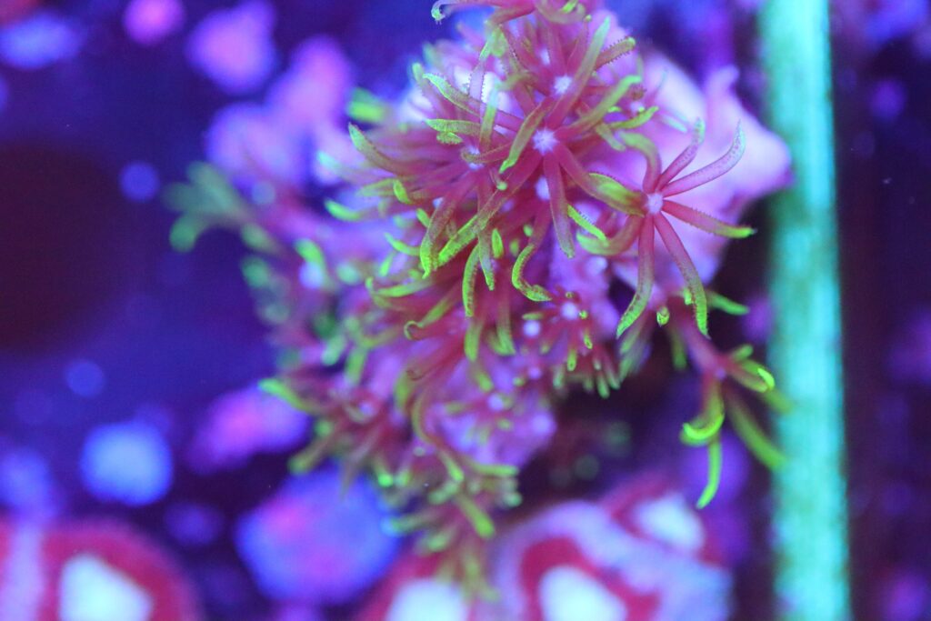 Frag Box Corals
