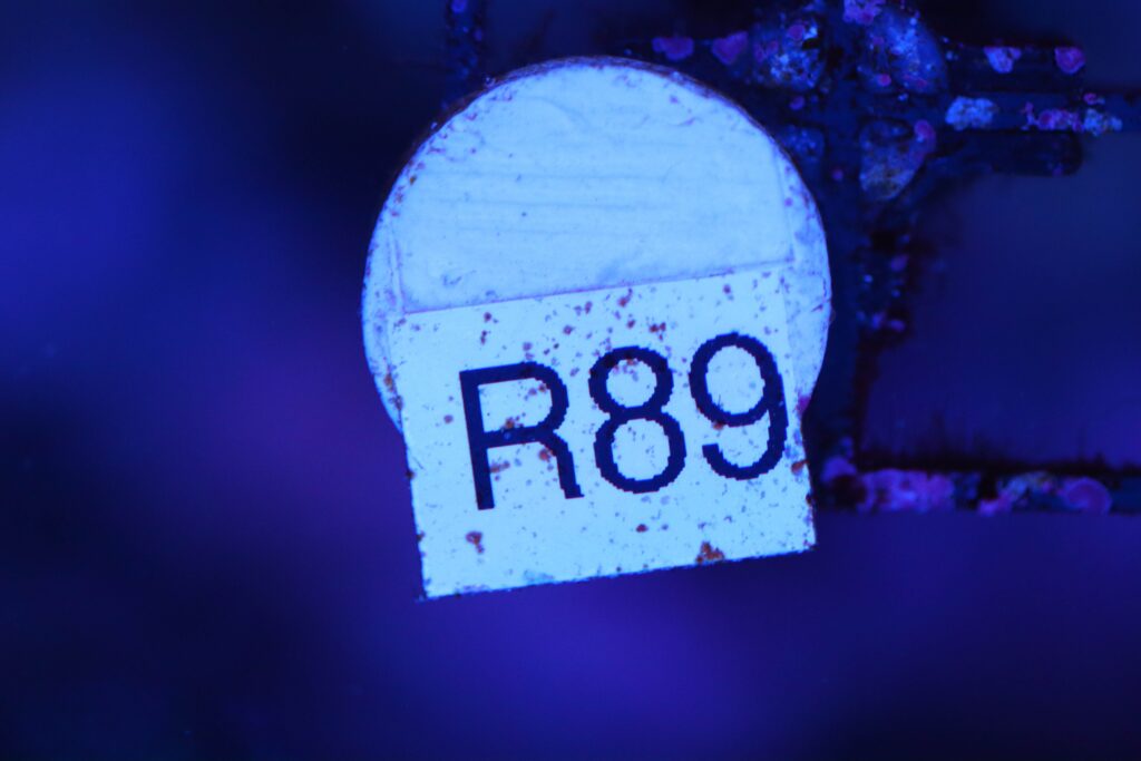 Frag Box Corals
