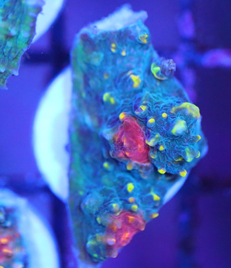 Frag Box Corals