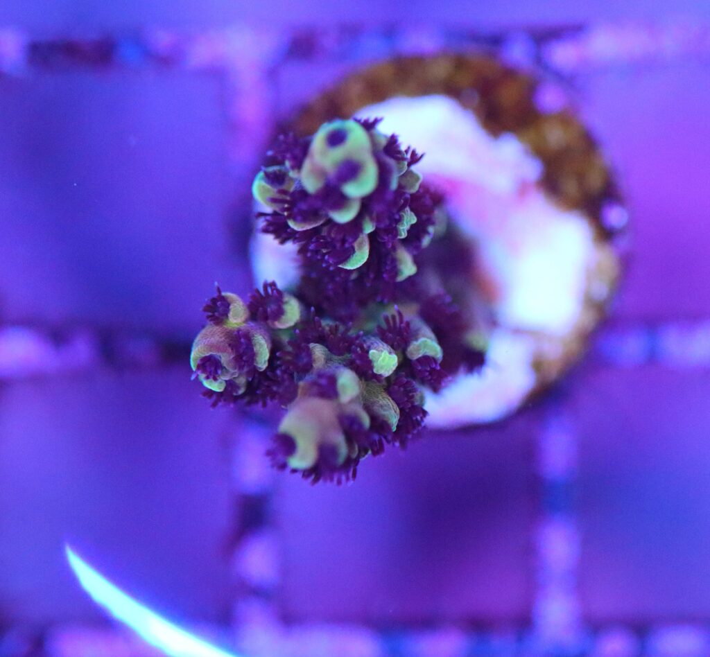 Frag Box Corals