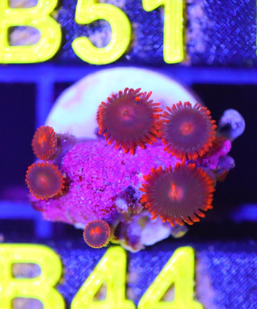 Frag Box Corals