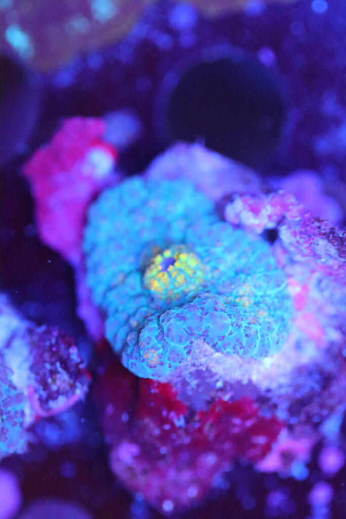 Frag Box Corals