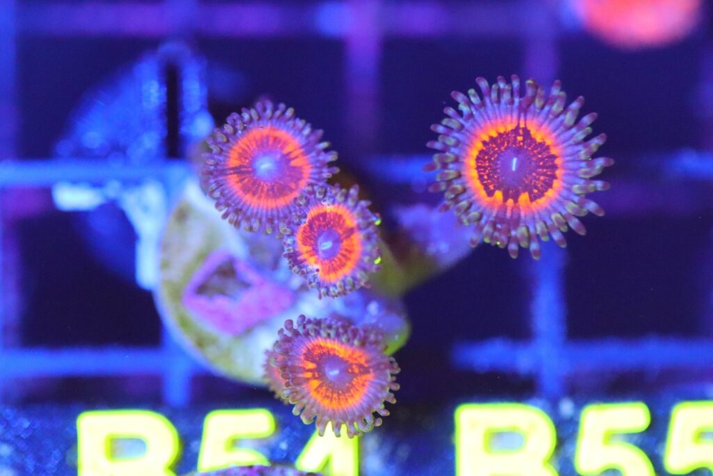 Frag Box Corals