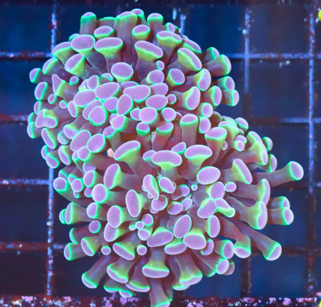 Frag Box Corals