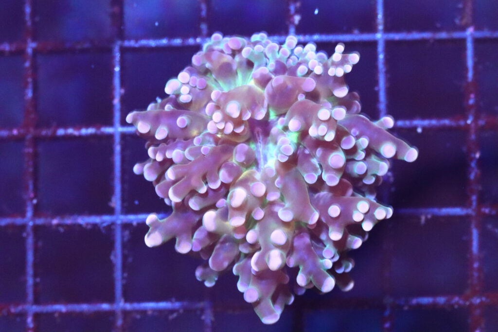 Frag Box Corals
