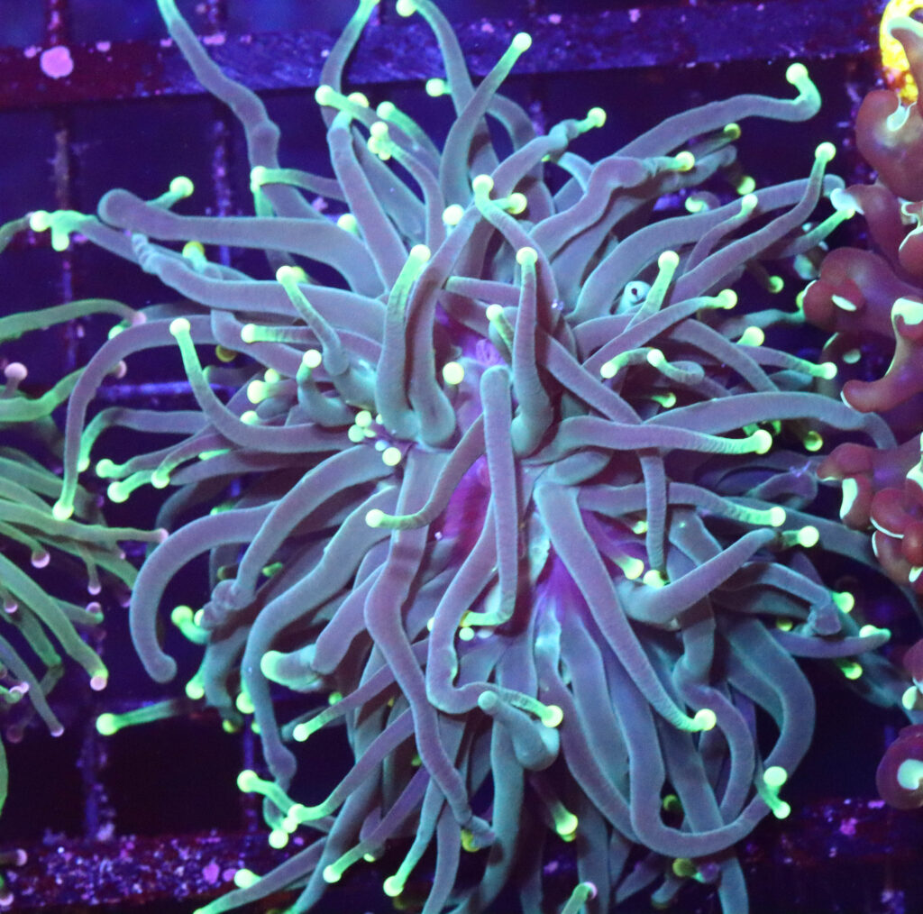 Frag Box Corals
