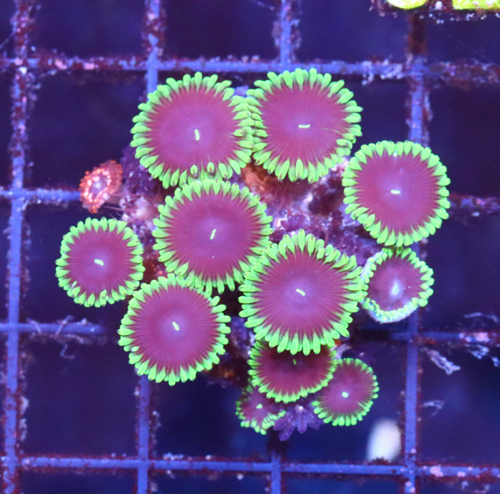 Frag Box Corals