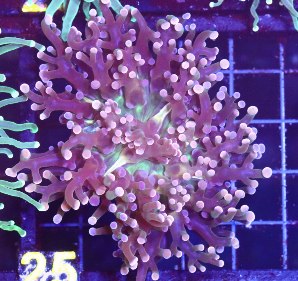 Frag Box Corals