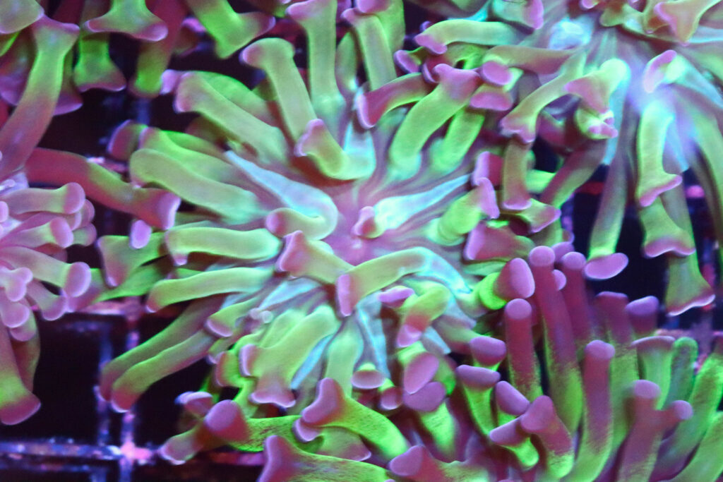 Frag Box Corals