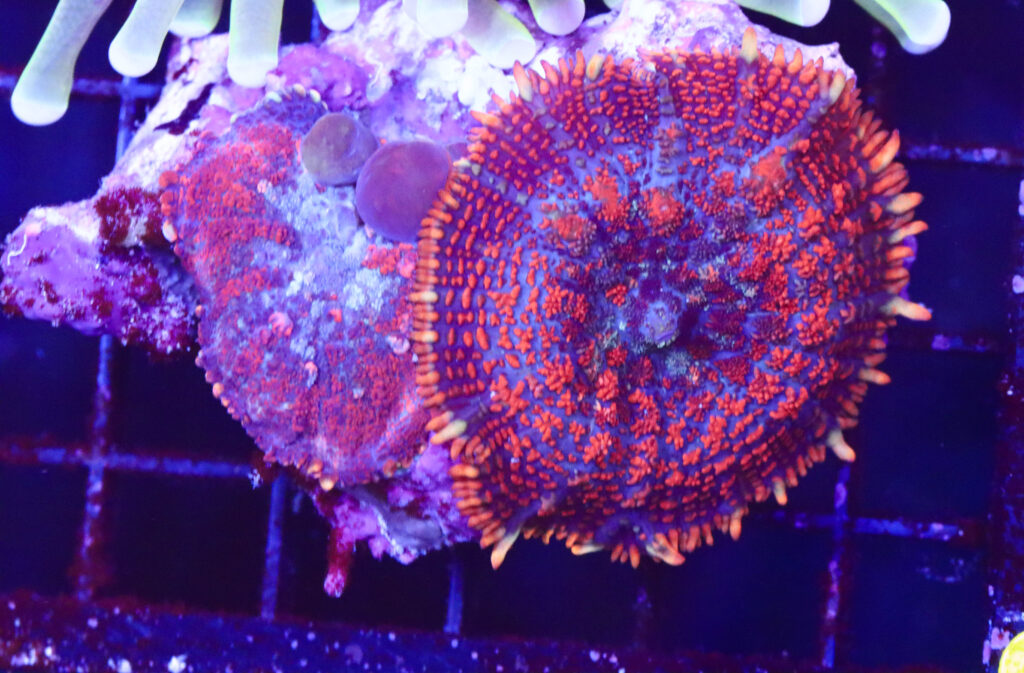 Frag Box Corals