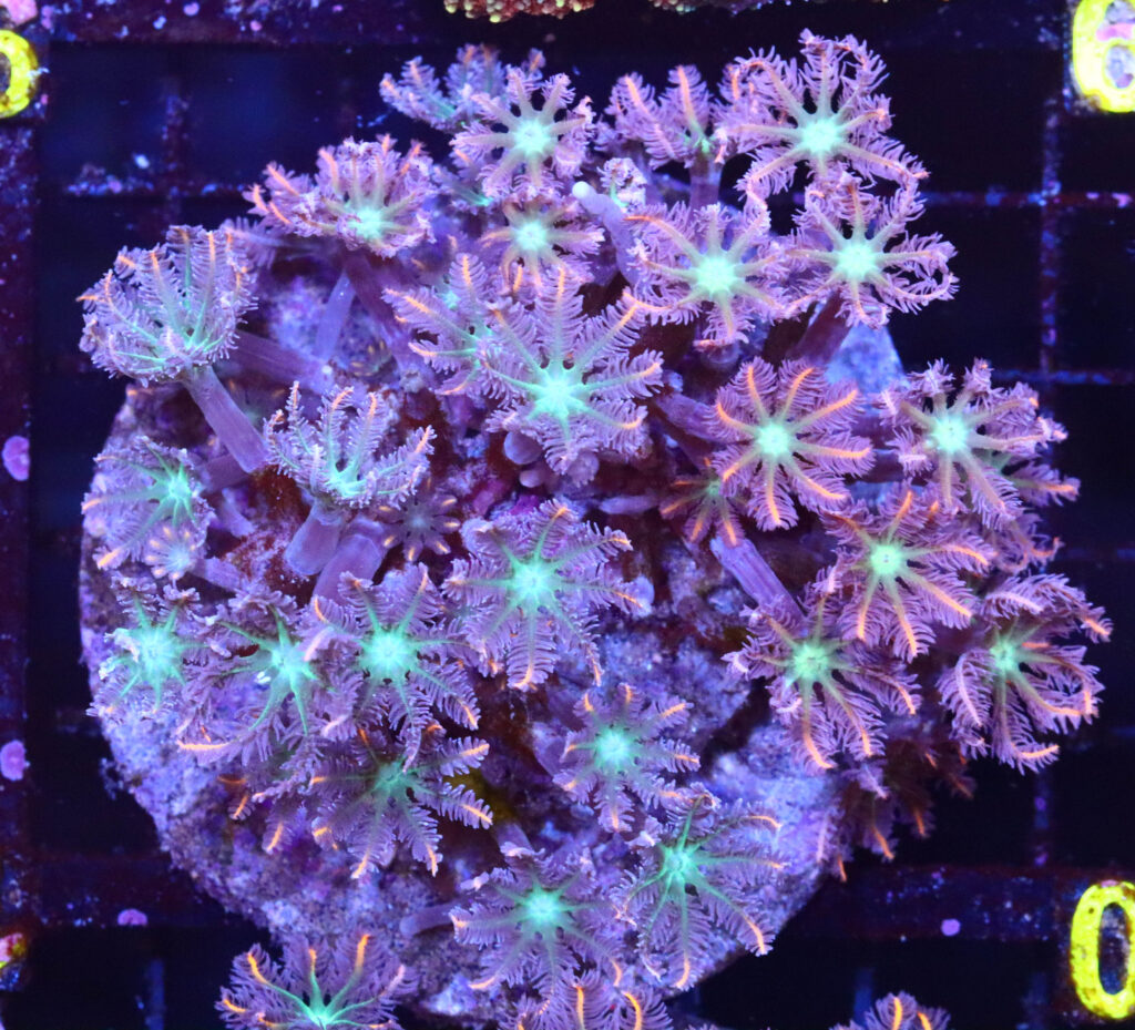 Frag Box Corals