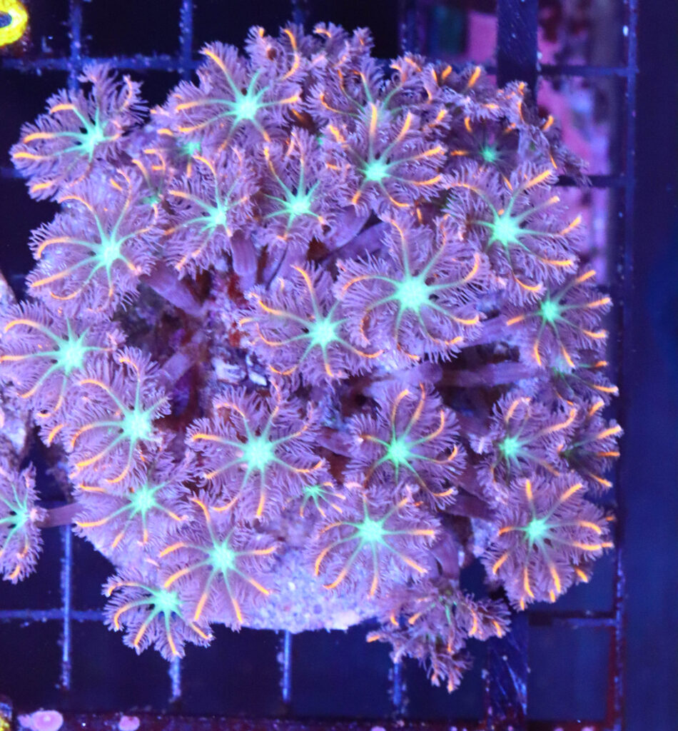 Frag Box Corals