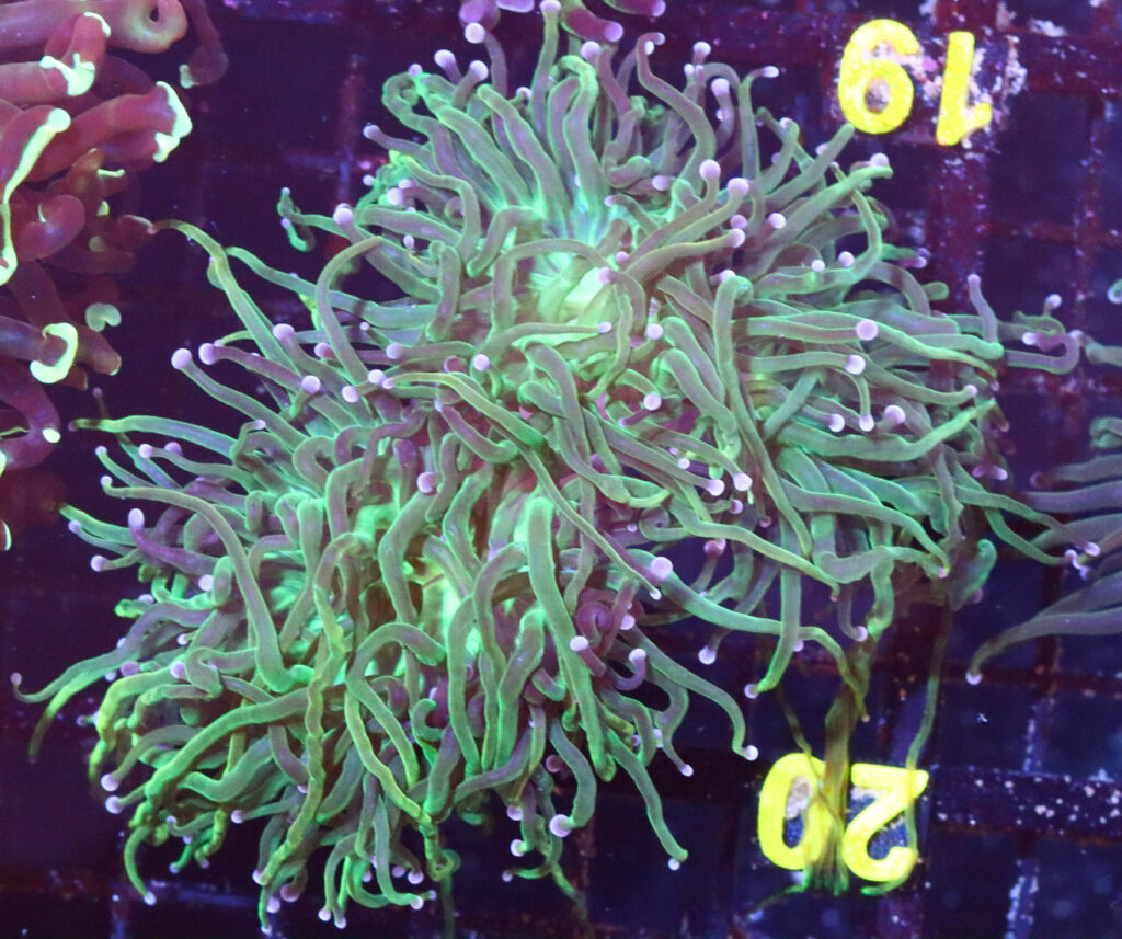 Frag Box Corals