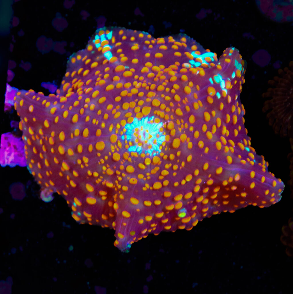 Frag Box Corals