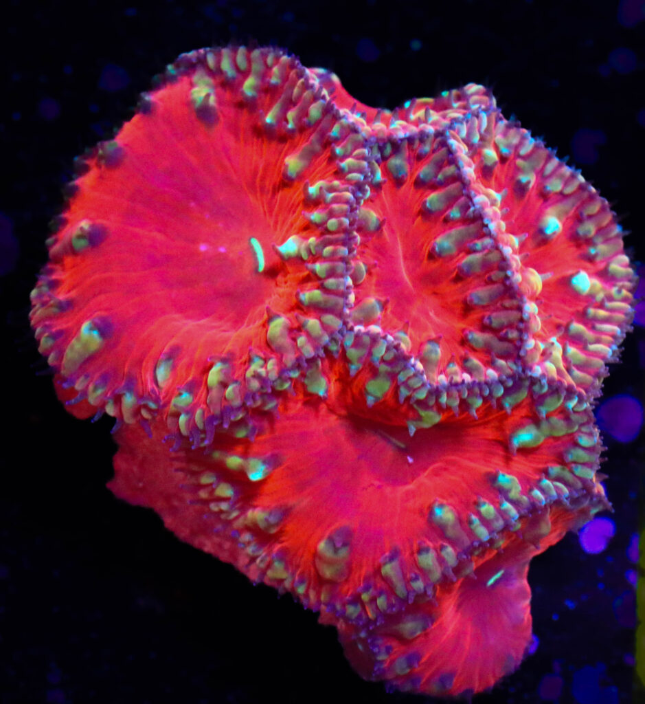 Frag Box Corals