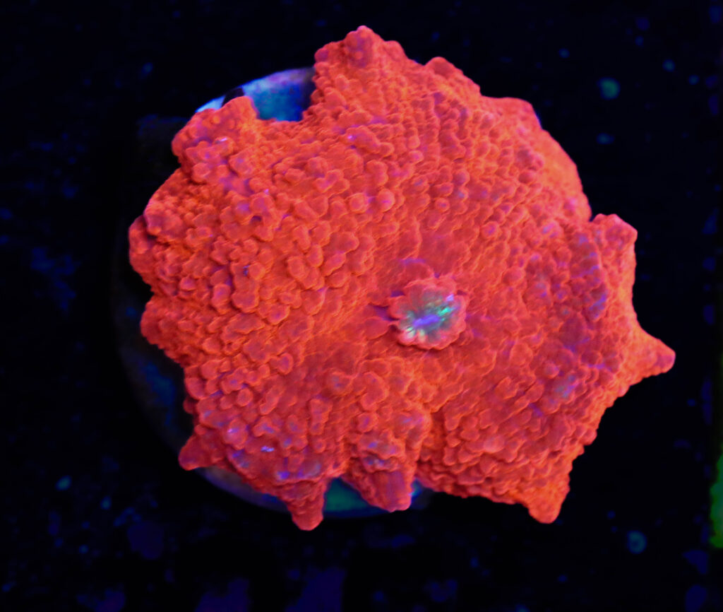 Frag Box Corals