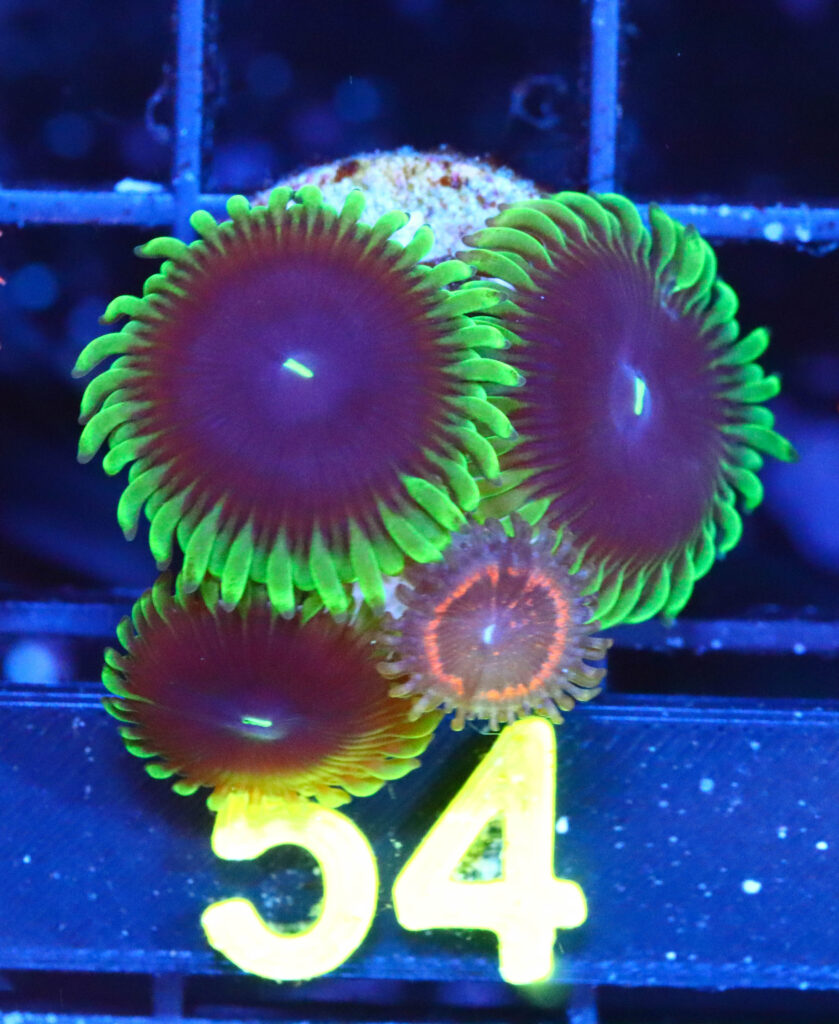 Frag Box Corals