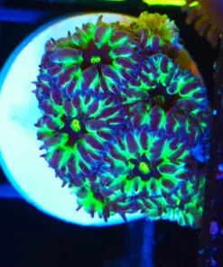 Blue Green Raven Blastomussa Coral Frag(Row #45)