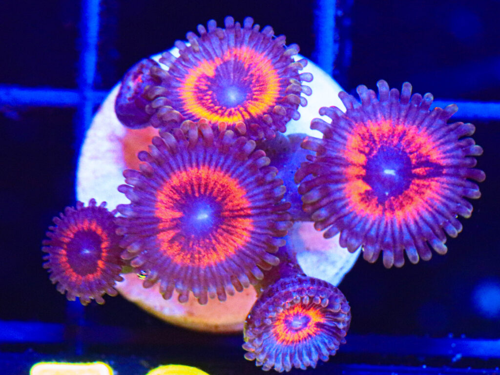 Frag Box Corals