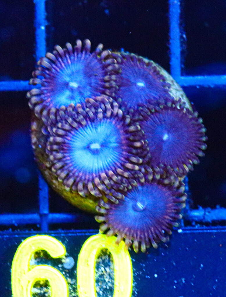 Frag Box Corals