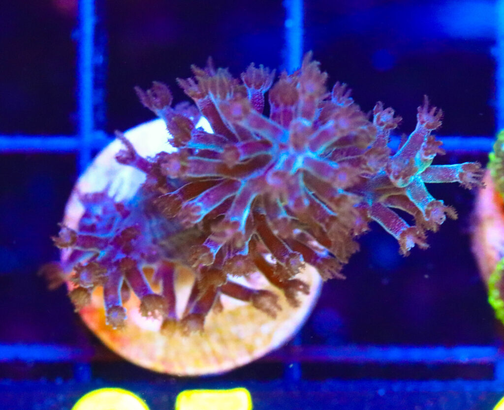 Frag Box Corals