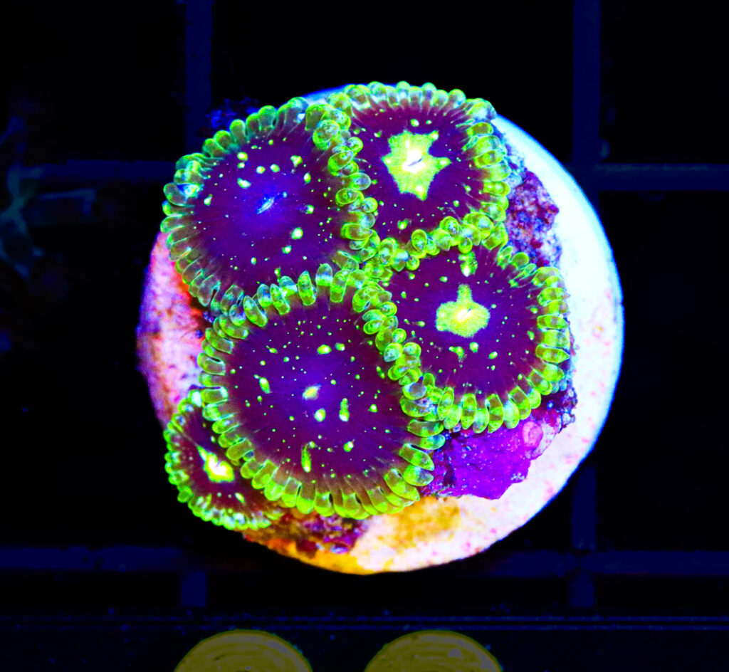 Frag Box Corals