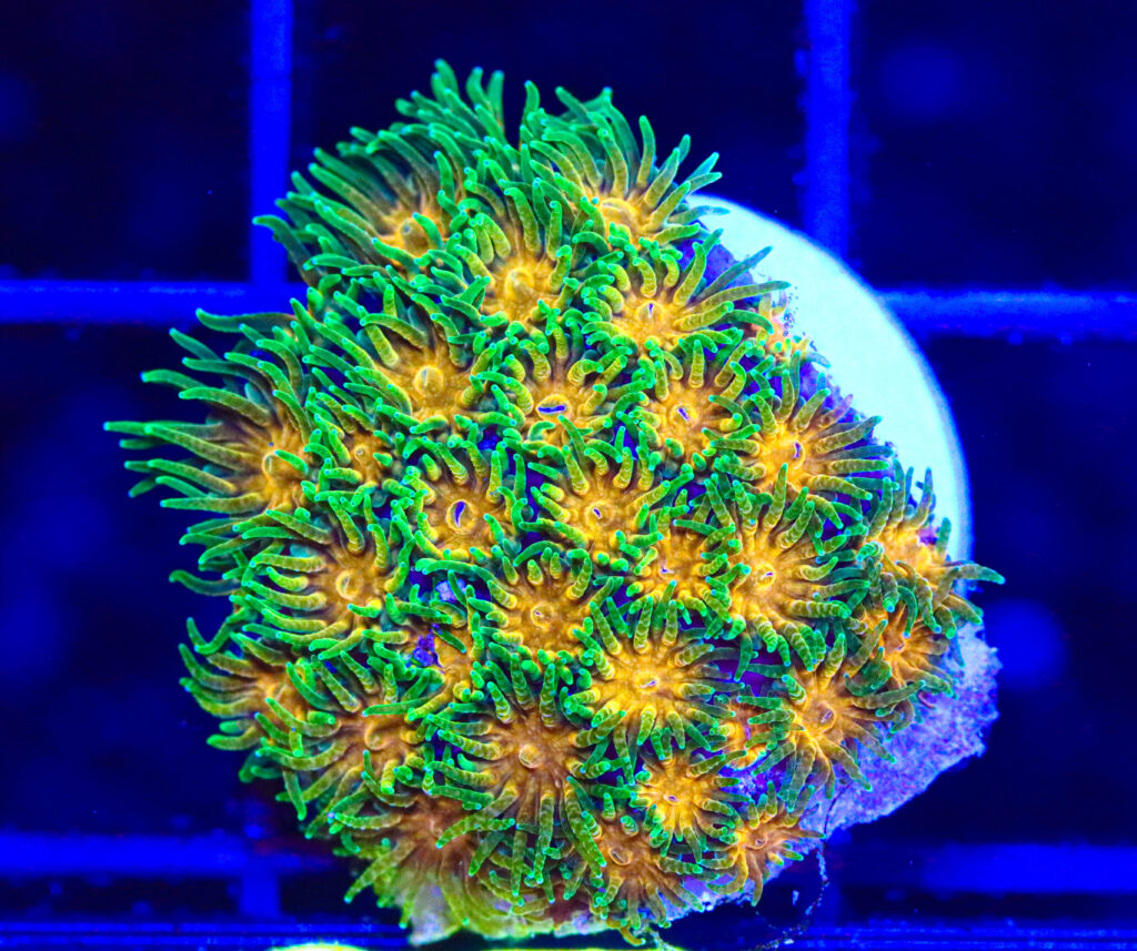 Frag Box Corals