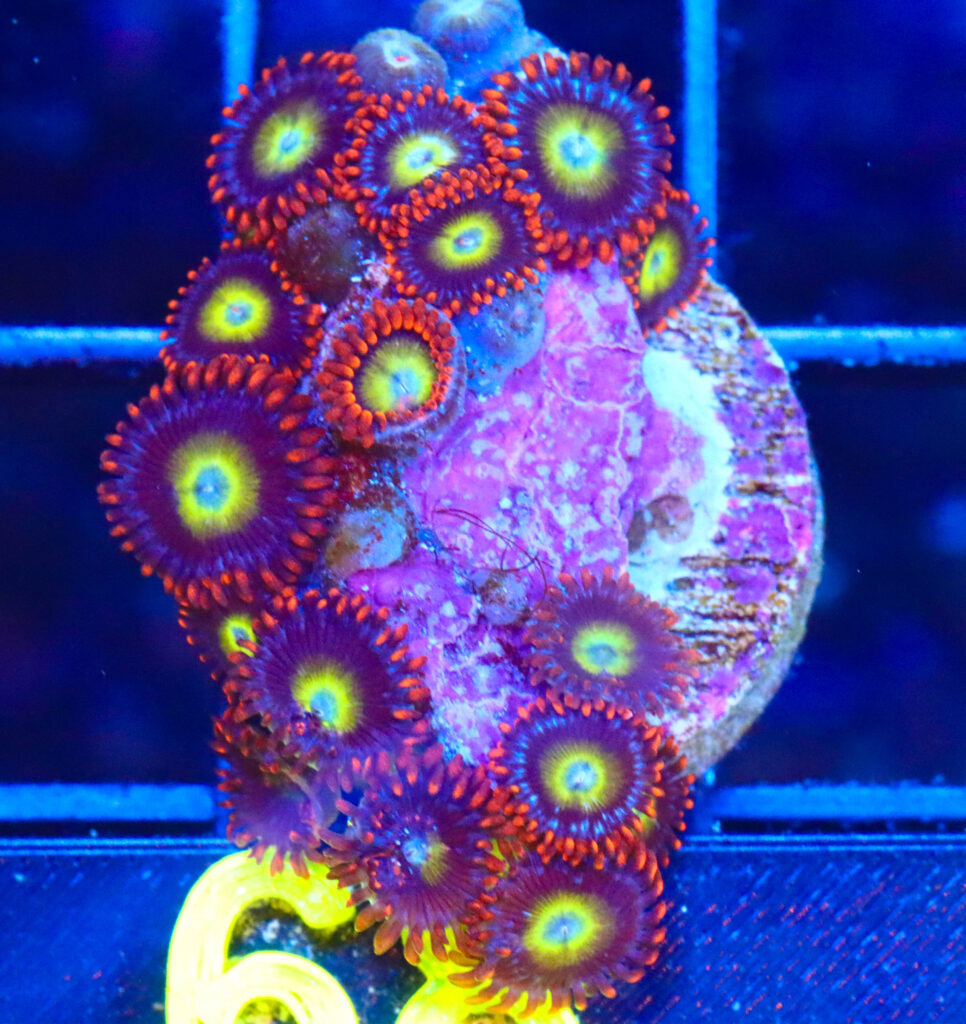 Frag Box Corals