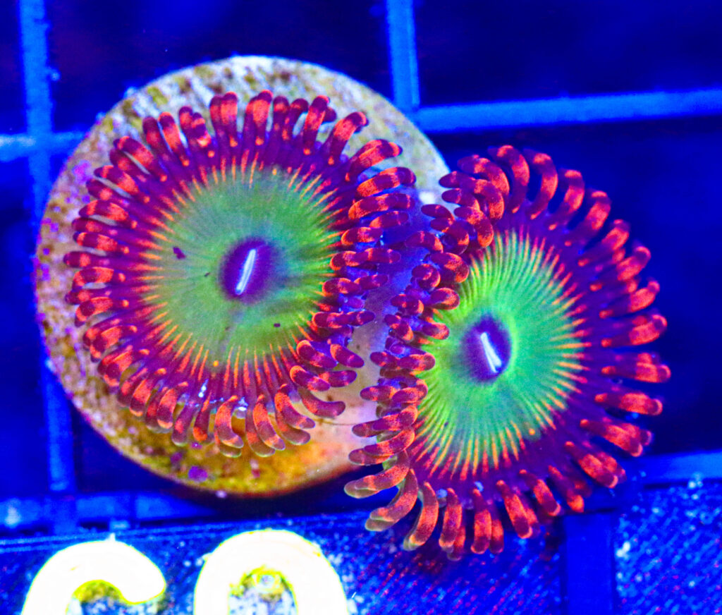 Frag Box Corals