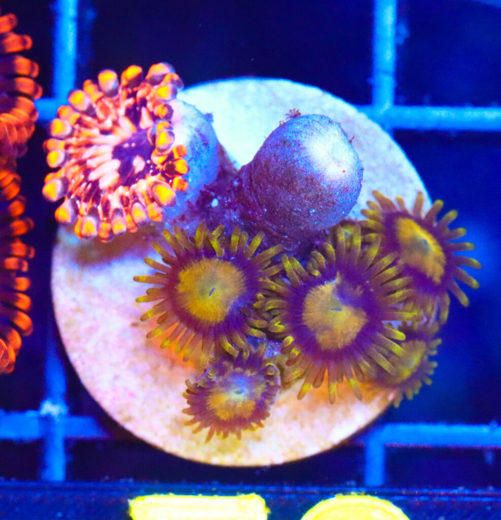 Frag Box Corals