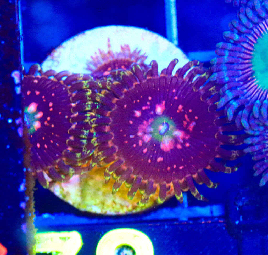 Frag Box Corals