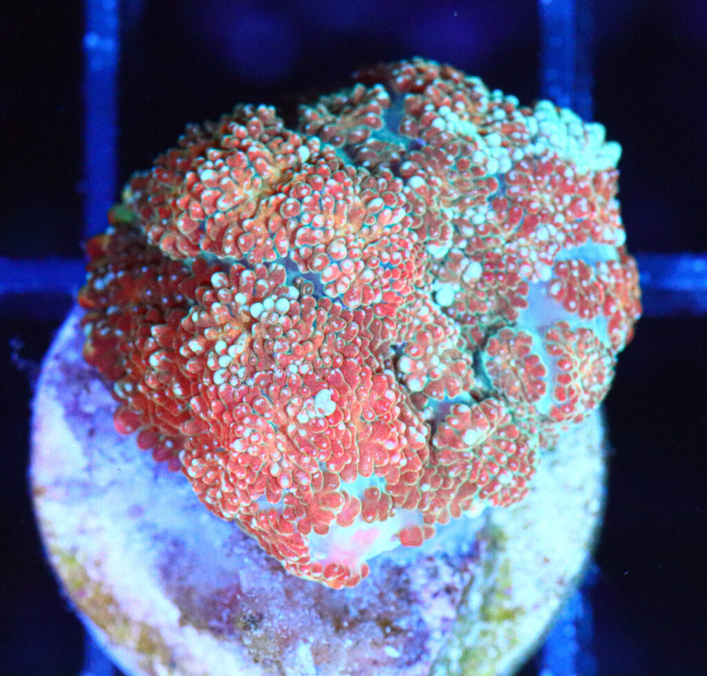 Frag Box Corals