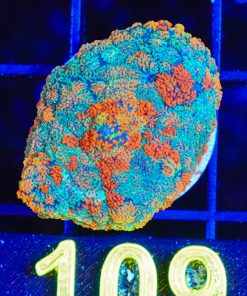 Rainbow Splash Mushroom