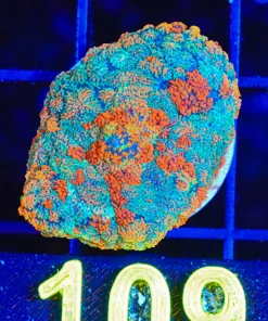 Rainbow Splash Mushroom