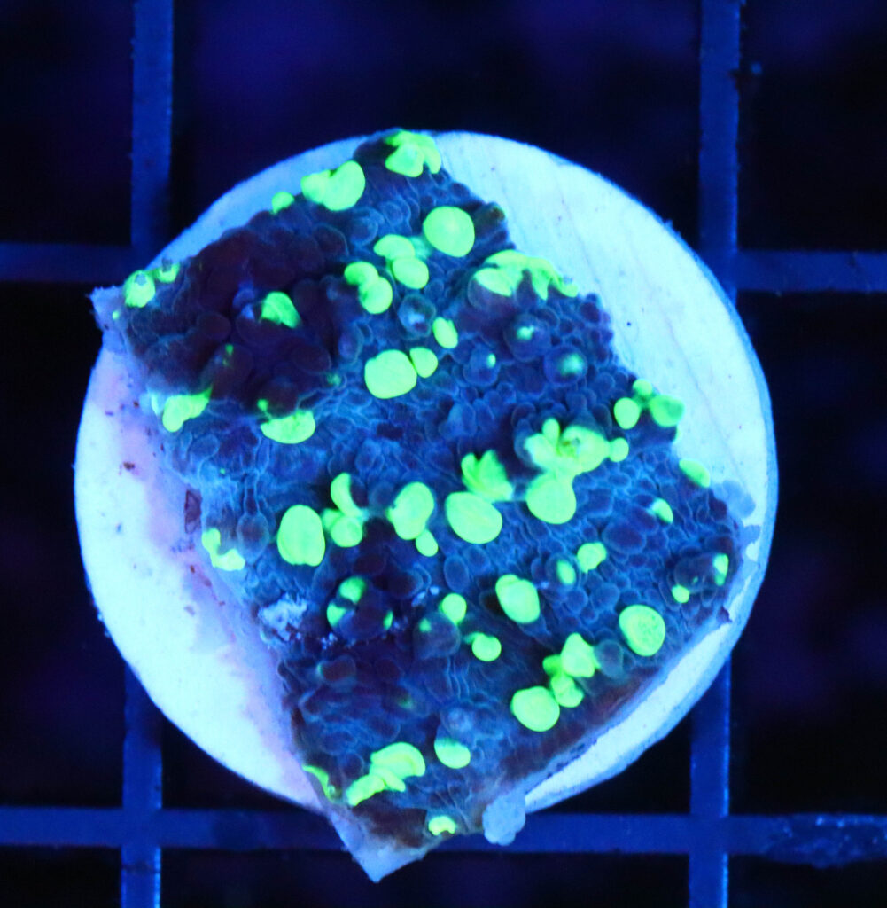 Frag Box Corals