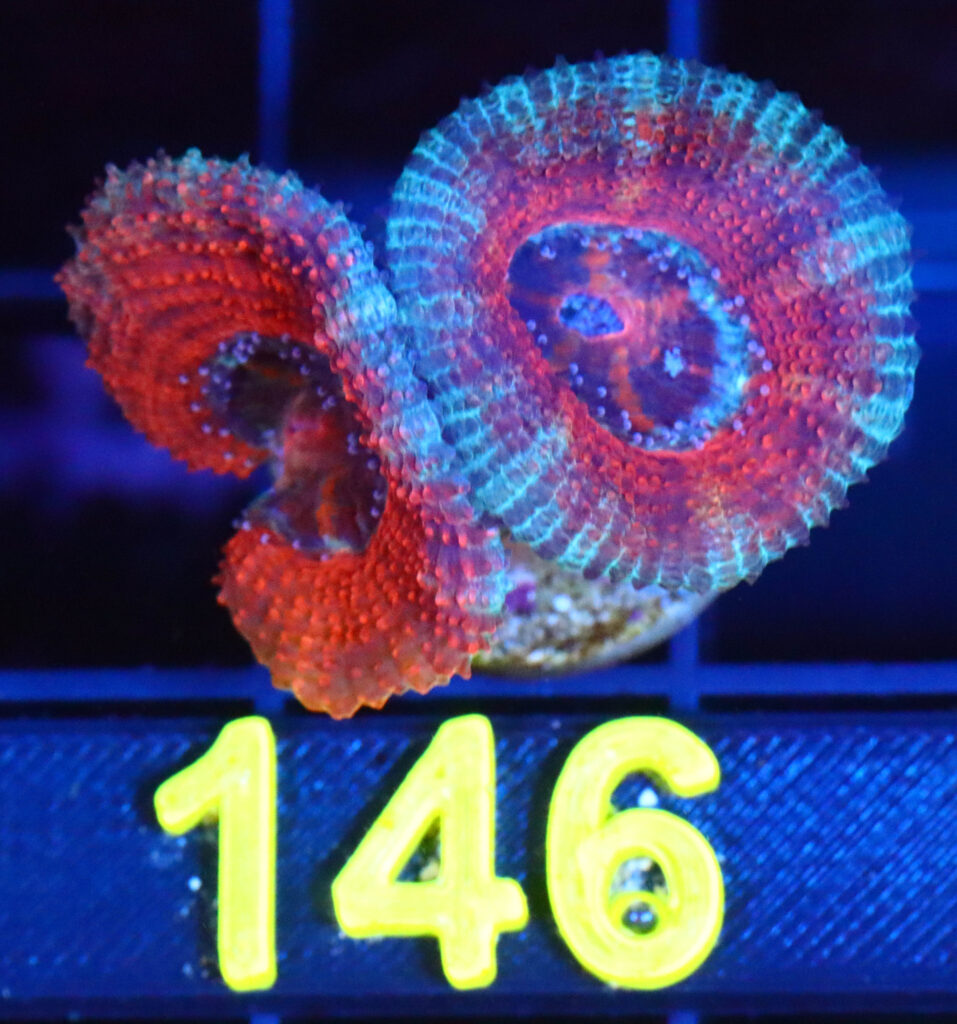 Frag Box Corals