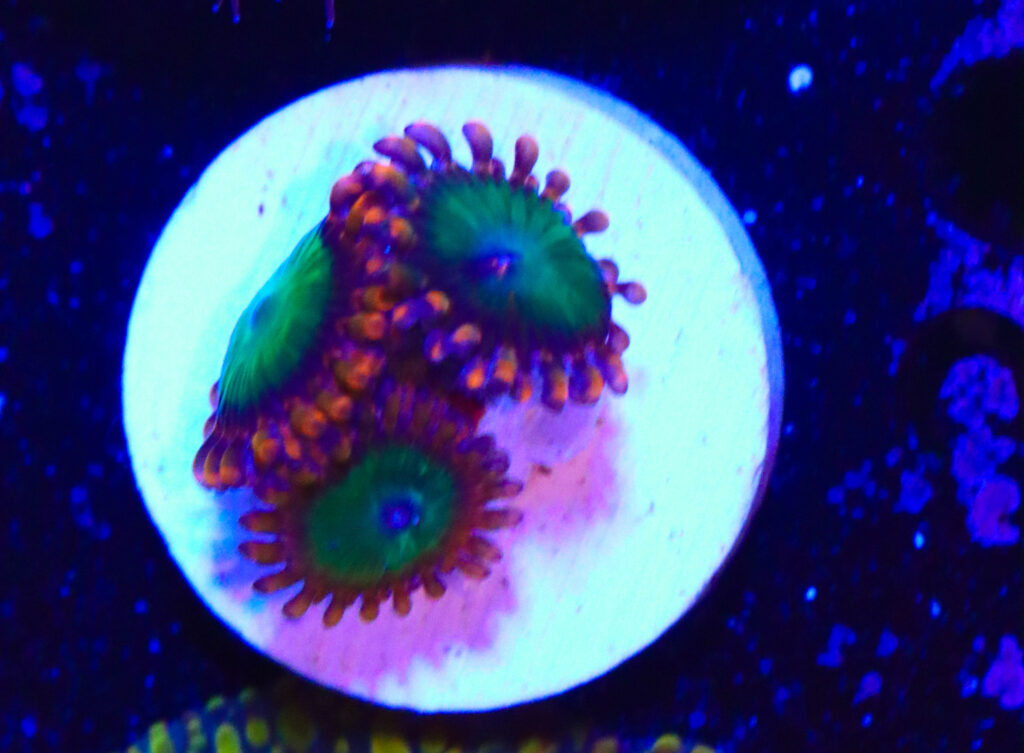 Frag Box Corals
