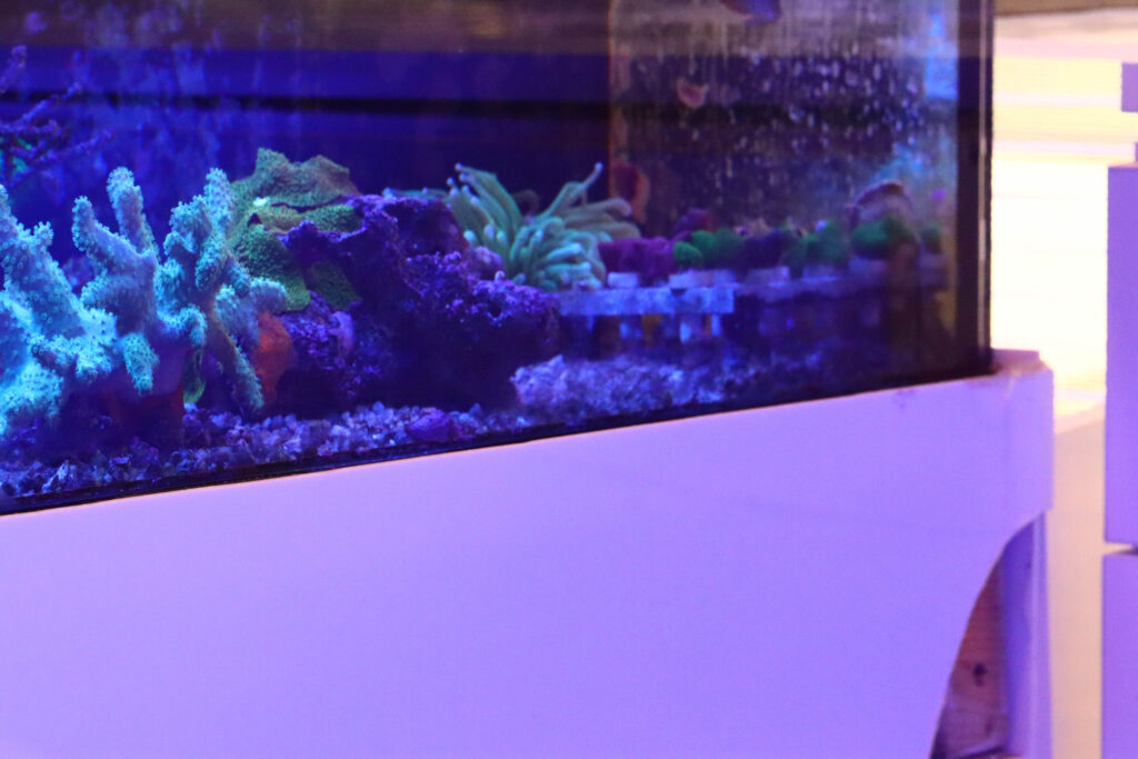 Frag Box Corals