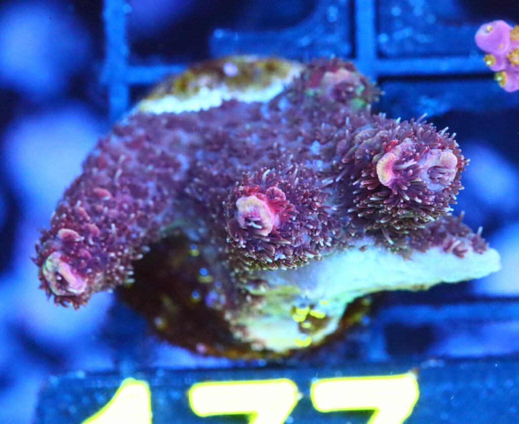 Frag Box Corals