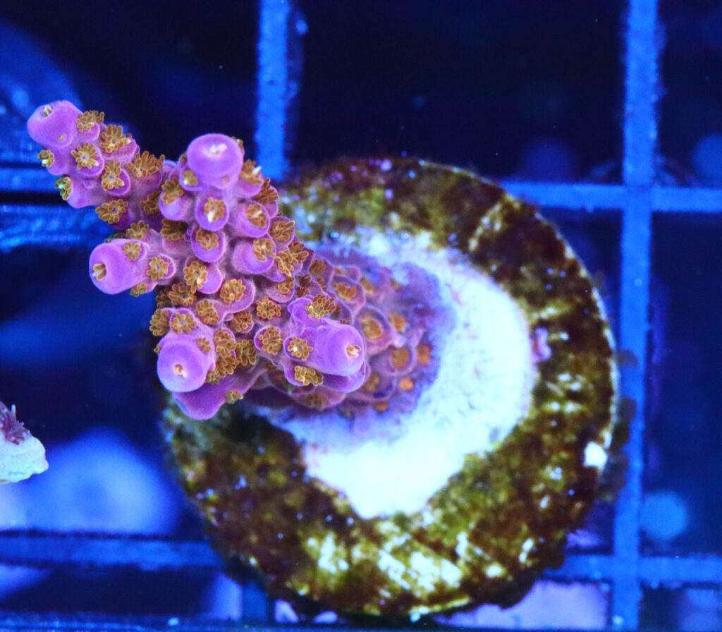 Frag Box Corals