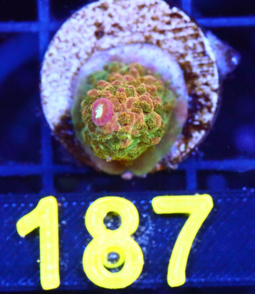 Frag Box Corals