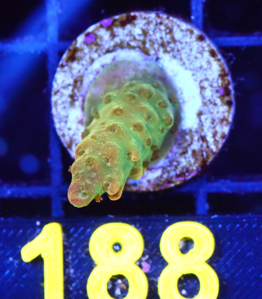 Frag Box Corals