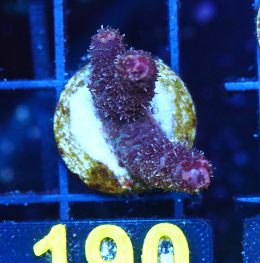 Frag Box Corals