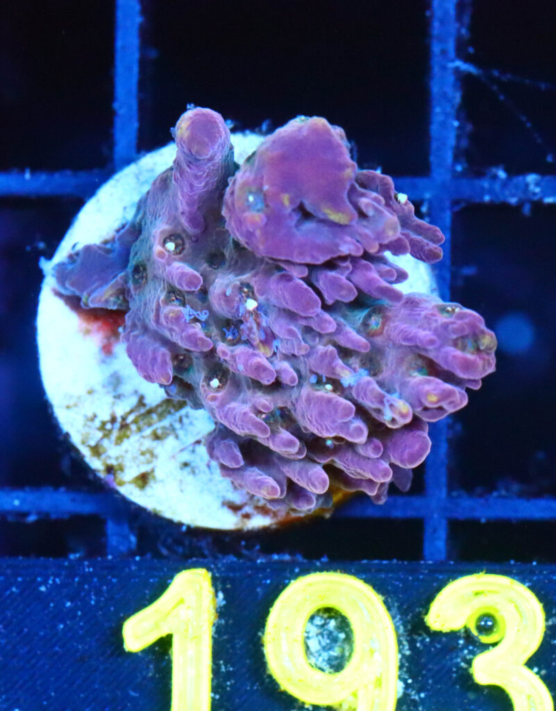 Frag Box Corals