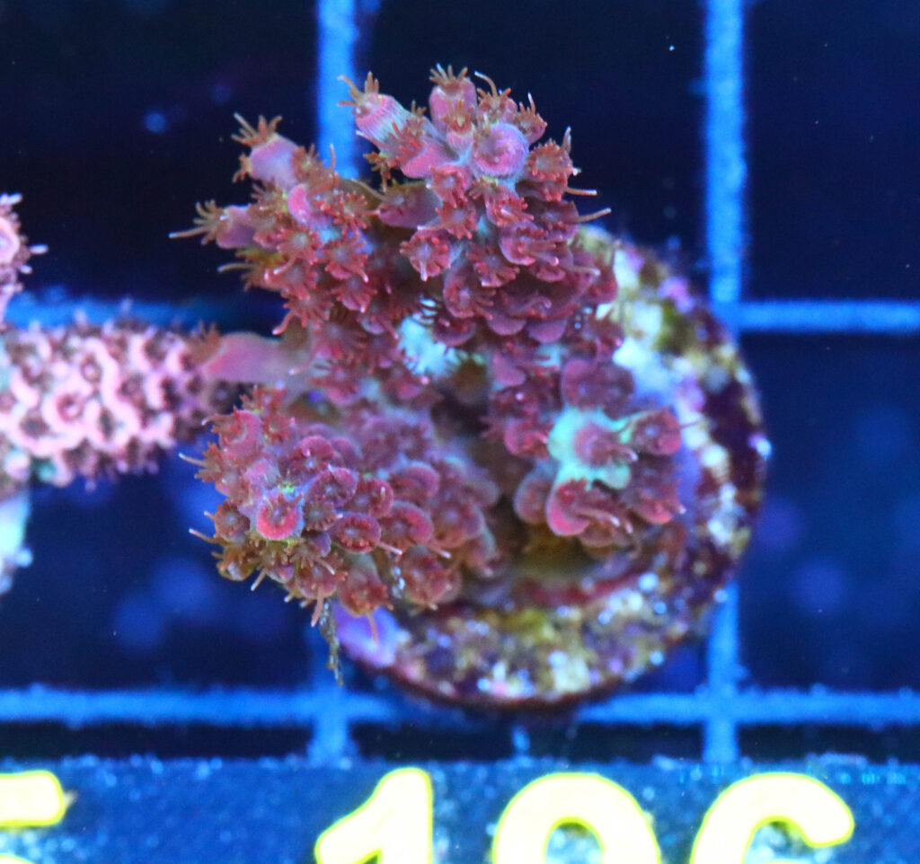 Frag Box Corals