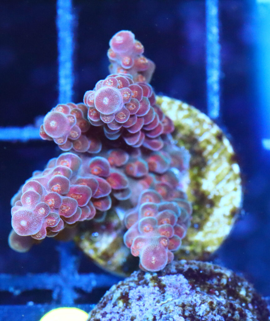 Frag Box Corals