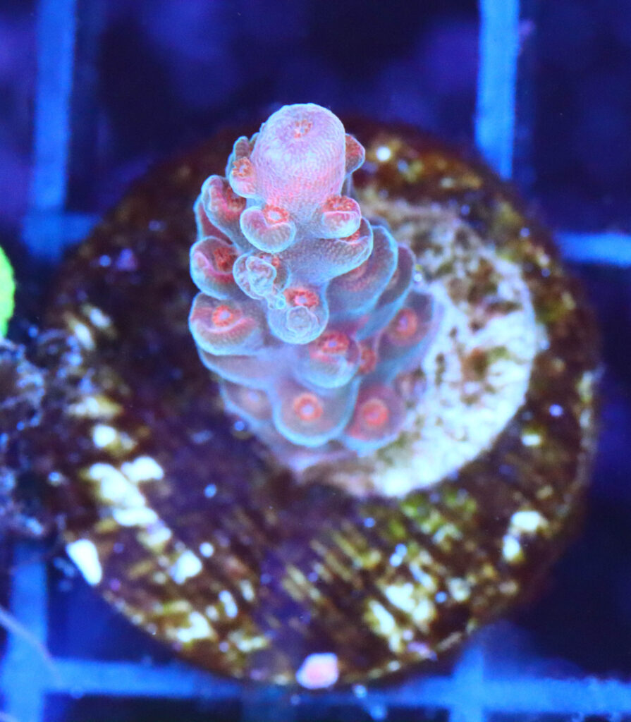 Frag Box Corals