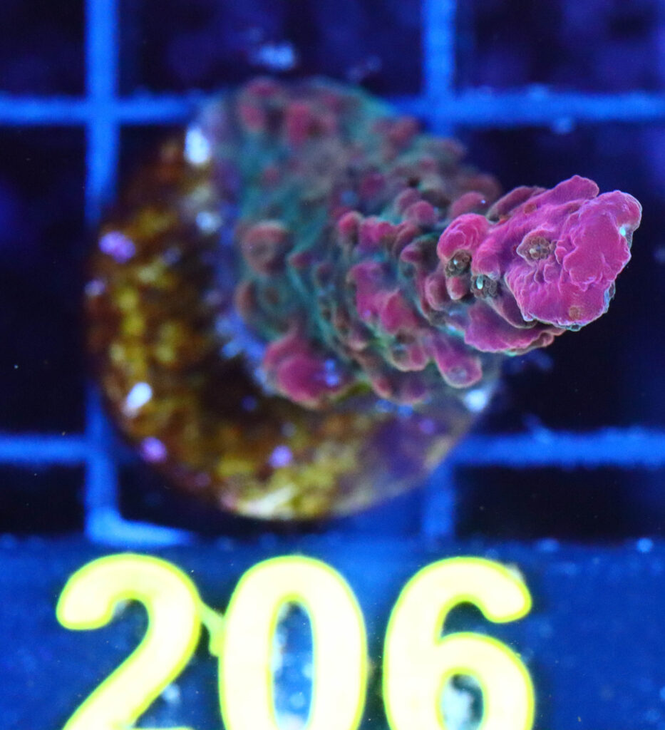 Frag Box Corals